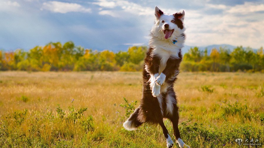 快乐宠物犬秋天的幸福故事