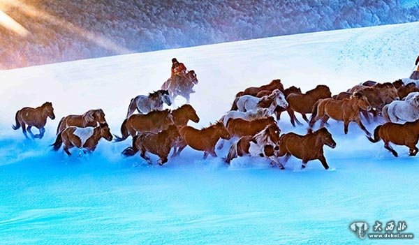 内蒙古乌兰布统草原骏马踏雪飞奔