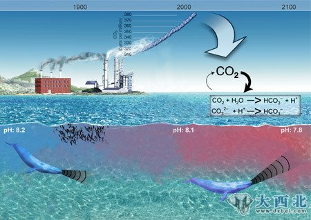 当更多的碳进入大气层中时，海洋就会更加酸化。迅速酸化的海水会破坏珊瑚礁，而珊瑚礁是其它多种生物的天然栖息地。酸化的海水还会让贝类更难以形成钙质外壳