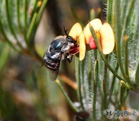 新种蜘蛛蝇是沙恩-维特顿在澳大利亚研究蜘蛛蝇时发现的