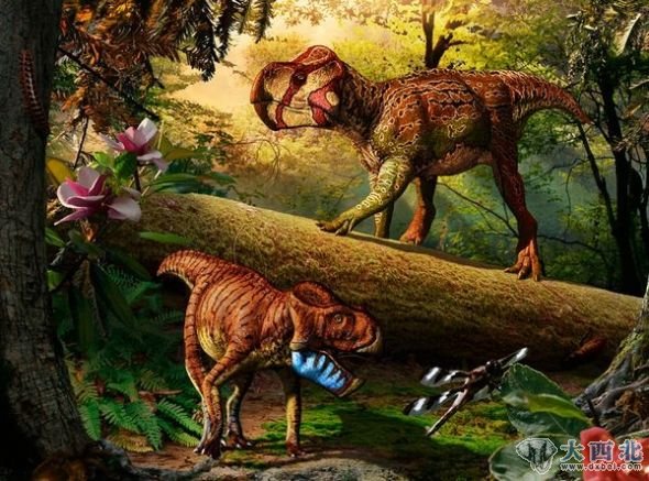 恐龙家庭的新成员：“Unescoceratops koppelhusae”（右上）和“Gryphoceratops morrisoni”。