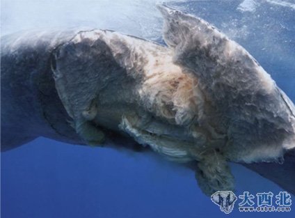摄影师拍到濒危蓝鲸被船撞死身体断裂恐怖画面