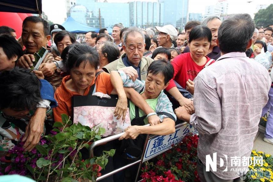 图为市民在工作人员设置的通道中争抢位置希望能拿到花。