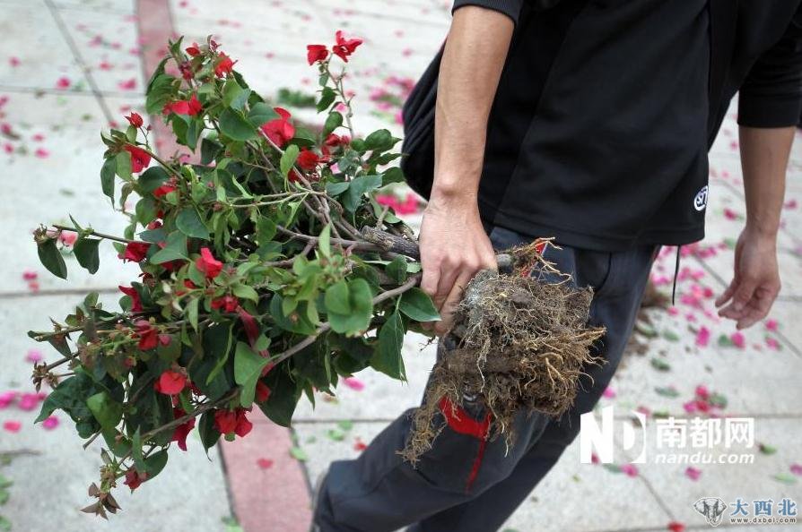 图为有些市民放弃沉重的花盆和土壤，直接拔根将花带走。