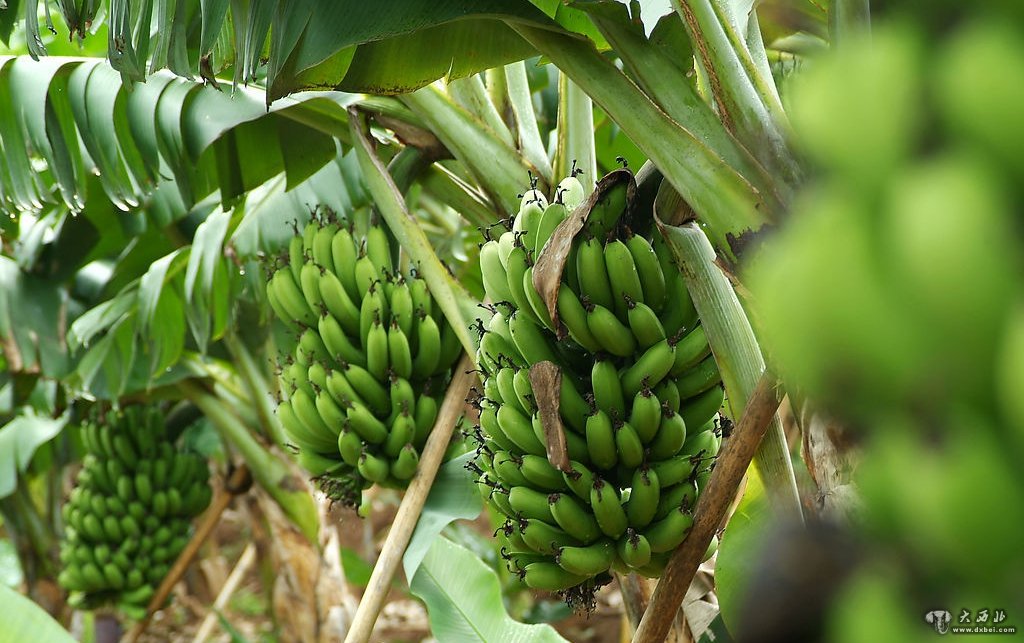 香蕉树