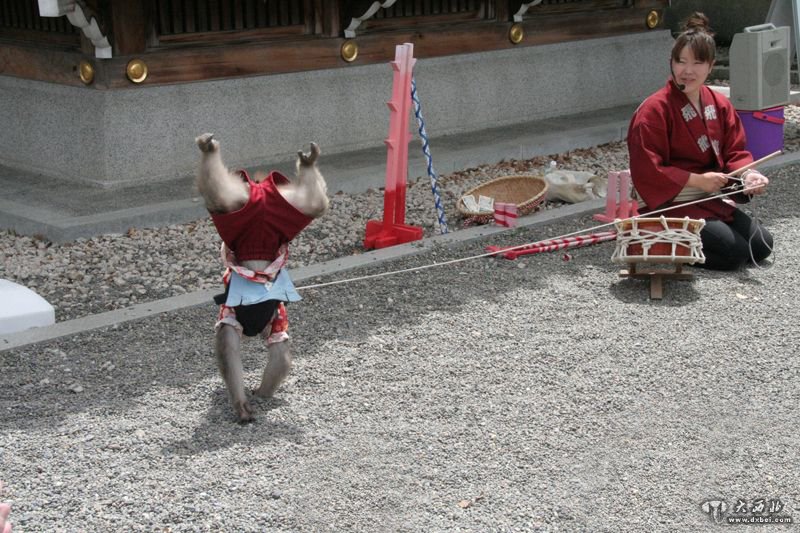 日本的耍猴艺人