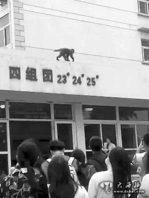 色猴"横行"江苏高校 抢劫食物"偷窥"女生宿舍