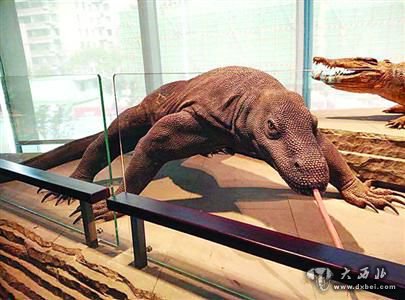 自博馆里的“科莫多巨蜥”模型