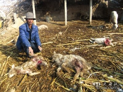 榆中县肖家咀村17只羊被咬死咬伤村民称20多年前村上就发生过狼咬死羊的事