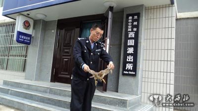 兰州森警救助国家二级保护动物