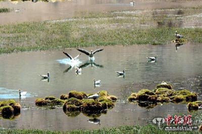 甘肃省肃北盐池湾成为候鸟天堂