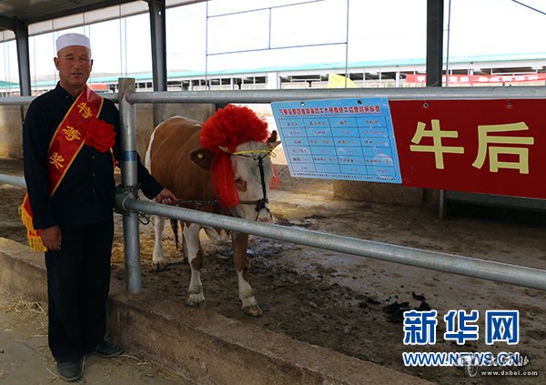 宁夏海原县举办高端肉牛大赛 300"佳丽"争夺牛后