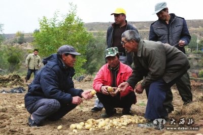 马铃薯新品种引进现场会