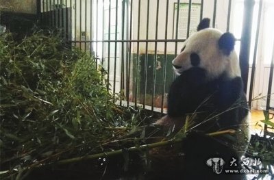 大熊猫“蜀兰”将赴都江堰代养调理