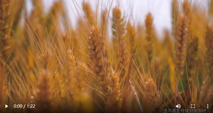 泾川20.5万亩小麦开镰收