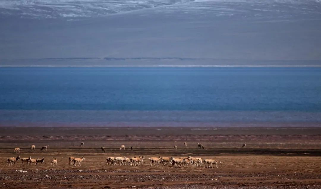 藏羚羊迁徙季，卫星告